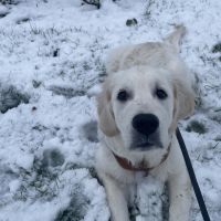 Hondenoppas werk Groningen: baasje van Jopie