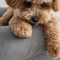 Hondenoppas werk Almere: baasje van Joy