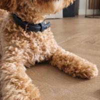 Hondenoppas werk Almere: baasje van Joy