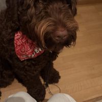 Hondenoppas werk Rotterdam: baasje van Simba 