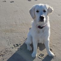 Hondenoppas werk Den Haag: baasje van Bo