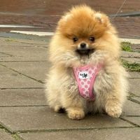 Hondenoppas werk Haarlem: baasje van Gina