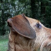 Hondenoppas werk Wijk bij Duurstede: baasje van Joep en Pepper