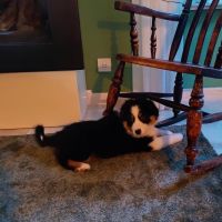 Hondenoppas werk Veenendaal: baasje van Chica