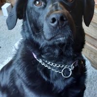 Hondenoppas werk Spijkenisse: baasje van Astra