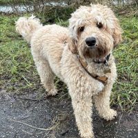 Hondenoppas werk Houten: baasje van Mint