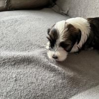 Hondenoppas werk IJmuiden: baasje van SAM