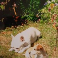 Hondenoppas Leiden: Annemiek