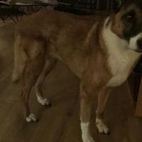 Hondenoppas werk Tilburg: baasje van Julia