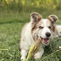 Hondenoppas werk Holten (Rijssen-Holten): baasje van Cash