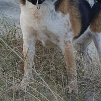 Hondenoppas werk Assen: baasje van Nubi