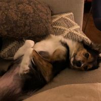 Hondenoppas werk Amsterdam: baasje van Lou