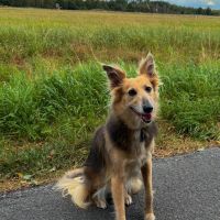 Hondenoppas Hengelo (Overijssel): Kitty