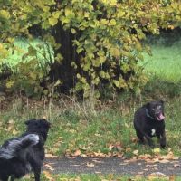 Hondenoppas werk Winschoten: baasje van Skye en Storm