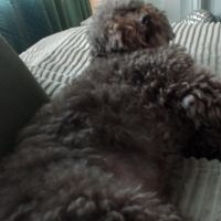 Hondenoppas werk Den Haag: baasje van Beau