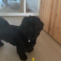 Hondenoppas werk Enschede: baasje van Jax