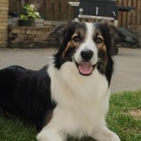 Hondenoppas werk Wijchen: baasje van Mowgli