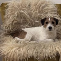 Hondenoppas werk Utrecht: baasje van Mats