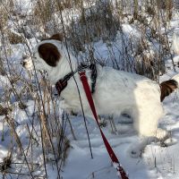 Hondenoppas werk Sellingen: baasje van Blanka