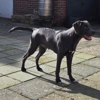 Hondenoppas werk Strijen: baasje van Mack