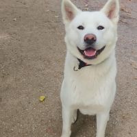 Hondenoppas werk Hengelo (Overijssel): baasje van Kira