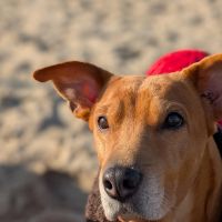 Hondenoppas werk Haarlem: baasje van Lucky