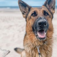 Hondenoppas werk Nijmegen: baasje van Taco