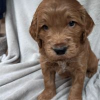 Hondenoppas werk Enschede: baasje van Tommie