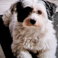 Hondenoppas werk Vlissingen: baasje van Mattie