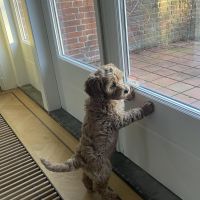 Hondenoppas werk Den Haag: baasje van Jackie