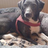 Hondenoppas werk Muiden: baasje van Floortje 