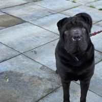 Hondenoppas werk Utrecht: baasje van Boy