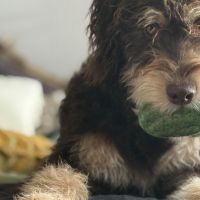 Hondenoppas werk Zandvoort (Noord-Holland): baasje van Mocha