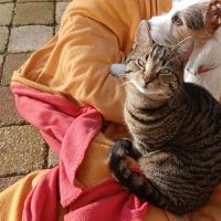 Hondenuitlaatservice Leiden: Femke