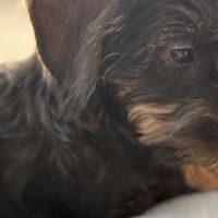 Hondenoppas werk Veghel: baasje van Koosje