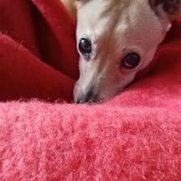 Hondenoppas werk Amsterdam: baasje van Sinan