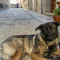 Hondenoppas werk Nijmegen: baasje van Ivar 