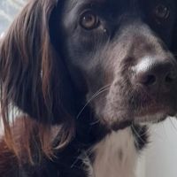 Hondenoppas werk Loenen (Apeldoorn): baasje van Milly