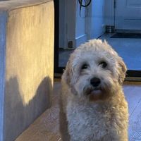 Hondenoppas werk Groesbeek: baasje van Heintje 