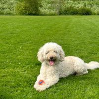 Hondenoppas werk Spijkenisse: baasje van Bobby