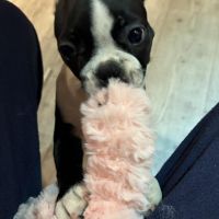 Hondenoppas werk Nijmegen: baasje van Binky