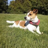 Hondenoppas werk Assen: baasje van Lynn 