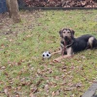 Hondenoppas werk Ermelo: baasje van Sippie