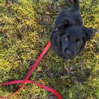 Hondenoppas werk Leusden: baasje van Kiera