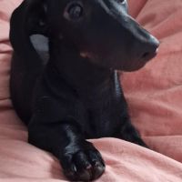 Hondenoppas adres Spijkenisse: Tina