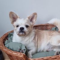 Hondenoppas werk Velserbroek: baasje van Billy