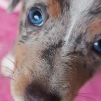 Hondenoppas Arnhem: Koen