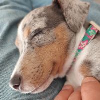 Hondenoppas Arnhem: Koen