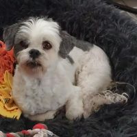 Hondenoppas Emmer-Compascuum: Leela