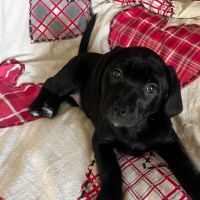 Hondenoppas werk Almere: baasje van Zoya